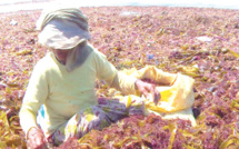 El Jadida : Floraison phénoménale des algues rouges…