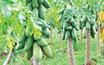 Doukkala : La Papaye, un fruit tropical en pleine émergence !