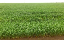 Sidi Kacem / Campagne agricole : Démarrage dans de bonnes conditions