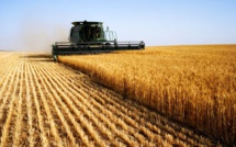 Céréales : la production du blé en Argentine est estimée à 22,1 millions de tonnes