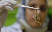 Université Hassan II de Casablanca : Un système robotique pour l’extraction de venin de scorpions