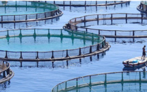 ANDA: 168 projets aquacoles en démarrage d'activité en 2021