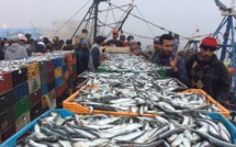 El Jadida : Un repos biologique pour la sardine s’impose !