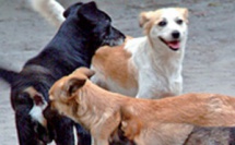 Casablanca : La traque aux animaux errants lancée