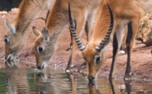 Le jardin zoologique de Rabat a comptabilisé 5.4 millions de visiteurs depuis 2012