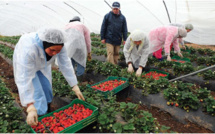 Espagne: Plus de 12.000 saisonnières marocaines pour la campagne de cueillette des fruits rouges