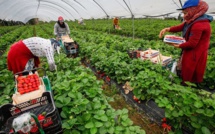 Espagne : plus de 12.000 saisonnières marocaines pour la campagne de cueillette des fruits rouges