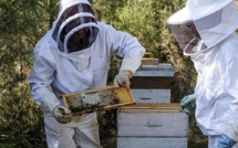 Disparition des abeilles: le gouvernement vient à la rescousse des apiculteurs 
