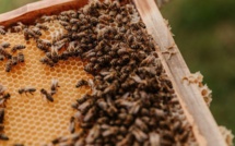 Face à la disparition des abeilles qui ne faiblit pas, le gouvernement met le paquet 