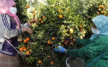 Béni Mellal-Khénifra  / Agrumes : une production de 500.000 T attendue