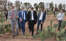 Chtouka-Ait Baha : Essais d’adaptation d’écotypes de cactus résistants à la cochenille