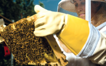 Apiculture : Nos abeilles se cachent-elles pour mourir ?