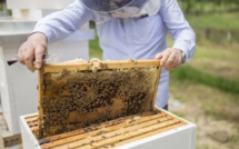 Disparition des abeilles : L’enquête de l’ONSSA écarte l’hypothèse de la maladie