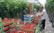 Tomates : Suspension provisoire des exportations 