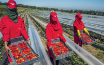 Migration circulaire : Pour une autonomisation des dames de fraises
