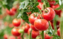 Baitas : Le prix de la tomate ne devrait pas dépasser 8 dh dans les prochains jours