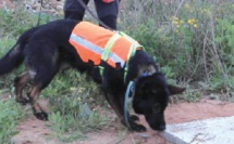 Rabat : Des chiens pour détecter des fuites d’eau !