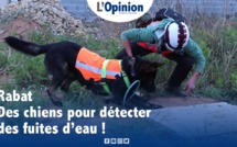 Rabat : Des chiens pour détecter des fuites d’eau (vidéo) 