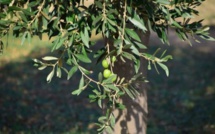 Rabat-Témara : Une consommation d’olives qui date de plus de 100.000 ans