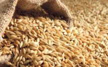 Crise russo-ukraine :  Approvisionnement en blé, l’autre guerre lente et ravageuse pour le continent