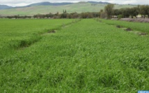 El Jadida – Sidi Bennour : Les dernières précipitations redonnent espoir aux agriculteurs
