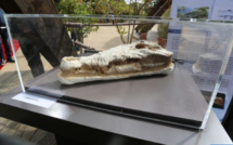 Zoo de Rabat : Exposition du crâne fossile du crocodile préhistorique restitué au Maroc