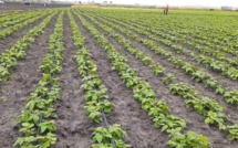 Cultures de printemps : Le programme de Rabat-Salé-Kénitra dépasse 112 mille hectares