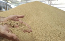L’Etat a alloué une enveloppe de 3 MMDH de subventions au blé depuis début 2022