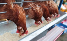 Secteur avicole : La FISA dénonce les vendeurs de poulets bio non autorisés