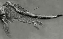 Découverte de la plus grosse dent d'un reptile géant préhistorique