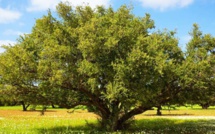 Arganier : Un «Arbre de vie», menacé par les cultures intensives