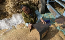 Pénurie alimentaire : L’Inde encouragée à relancer  les exportations de blé
