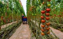 Export : le Maroc dépasse l’Espagne et devient 2ᵉ fournisseur de tomates de la Grande-Bretagne