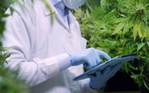 Top départ pour l’Agence nationale de régulation du cannabis