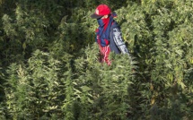 Cannabis légal : Le régulateur en place et en ordre de bataille