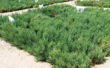 Eaux salines dans l’agriculture : Une solution nécessaire, mais périlleuse