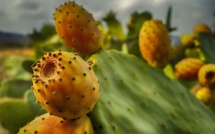 Recherche scientifique : huit nouvelles variétés de figues de Barbarie résistantes à la cochenille