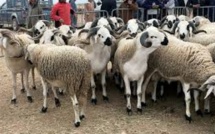Aid Al-Adha : les prix des ovins et caprins sont au même niveau de la campagne précédente