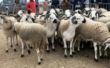 Aïd Al Adha : Voici les coûts d’hébergement et d’abattage des moutons à Casablanca 