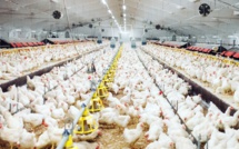 Viande de volaille : l'UE donne son feu vert pour l'export des produits marocains