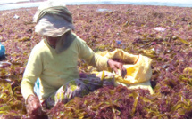 El Jadida / Récolte d’algues : L’insuffisance des points de déchargement inquiète les professionnels