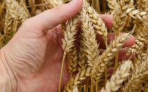 Céréales ukrainiennes : Signature d’un accord d’exportation prévue