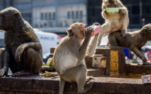 Japon : Une ville attaquée par des… macaques