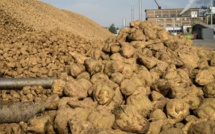 Doukkala-Abda / Campagne : Près de 800.000 tonnes de betterave à sucre traitées
