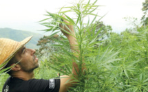 Cannabis au Maroc : Les variétés hydrivores font un tabac !