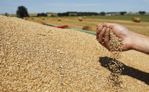 Céréales :  Des producteurs anglais ciblent le marché marocain 