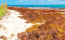 Invasion en Méditerranée : Les algues brunes à l’assaut des plages marocaines !