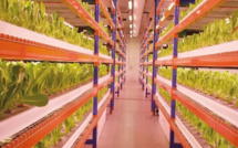 Dubai : Bustanica, la plus grande ferme verticale au monde