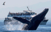 Whale-Watching et Pescatourisme : Des filières prometteuses, mais laissées-pour-compte !