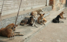Province de Oued Eddahab: une meute de chiens errants tue une touriste française